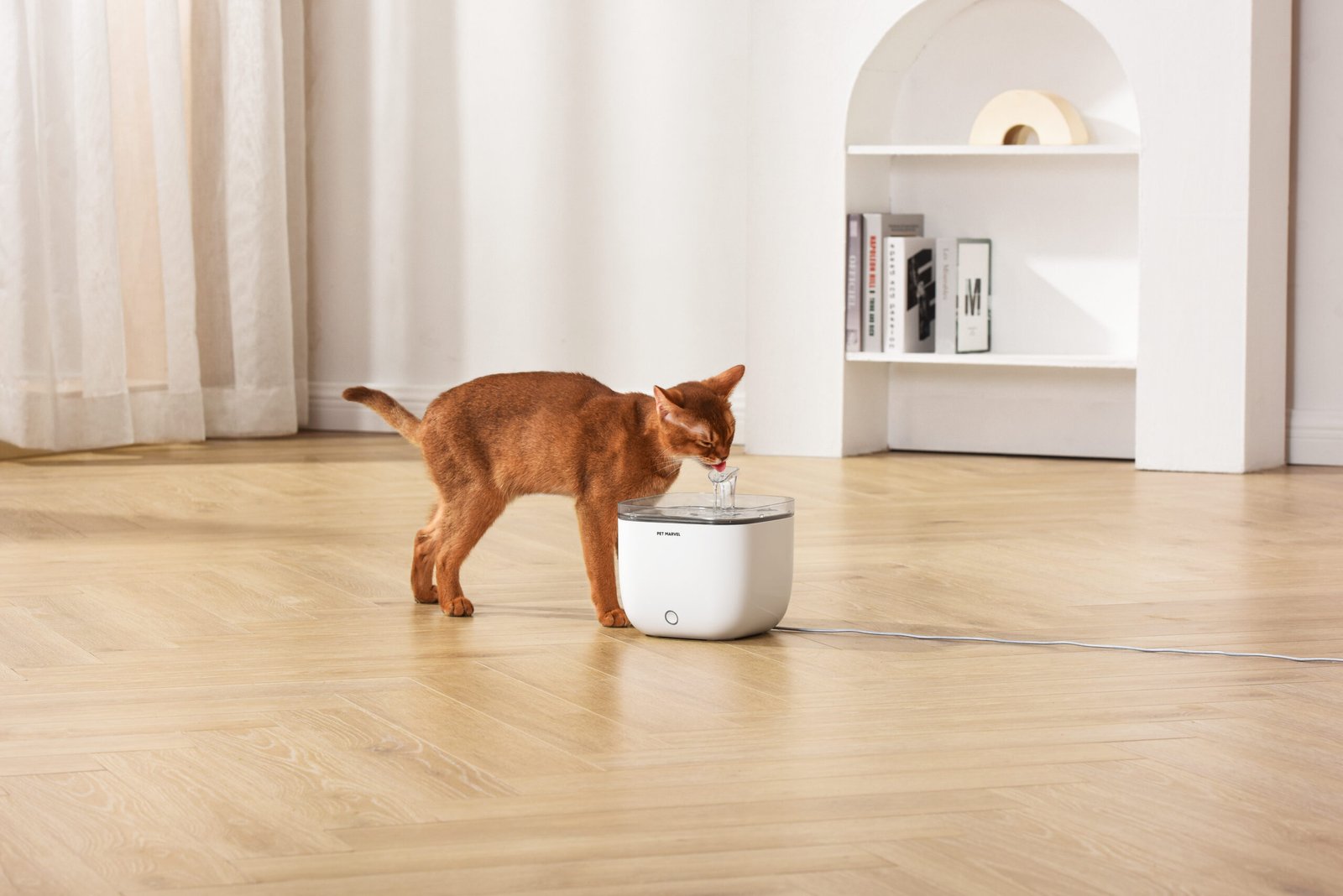 Pet Marvel fountain in modern room